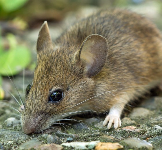 Rodent control technician inspecting a Los Angeles home
