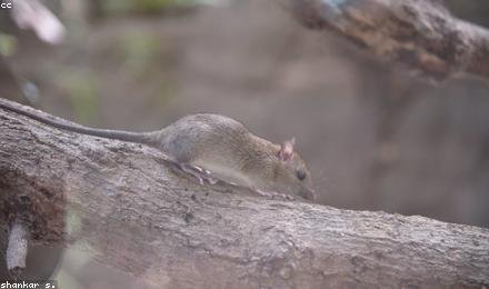 Rat near home wiring, a fire risk in Los Angeles homes